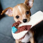 dog entertainment for rainy days