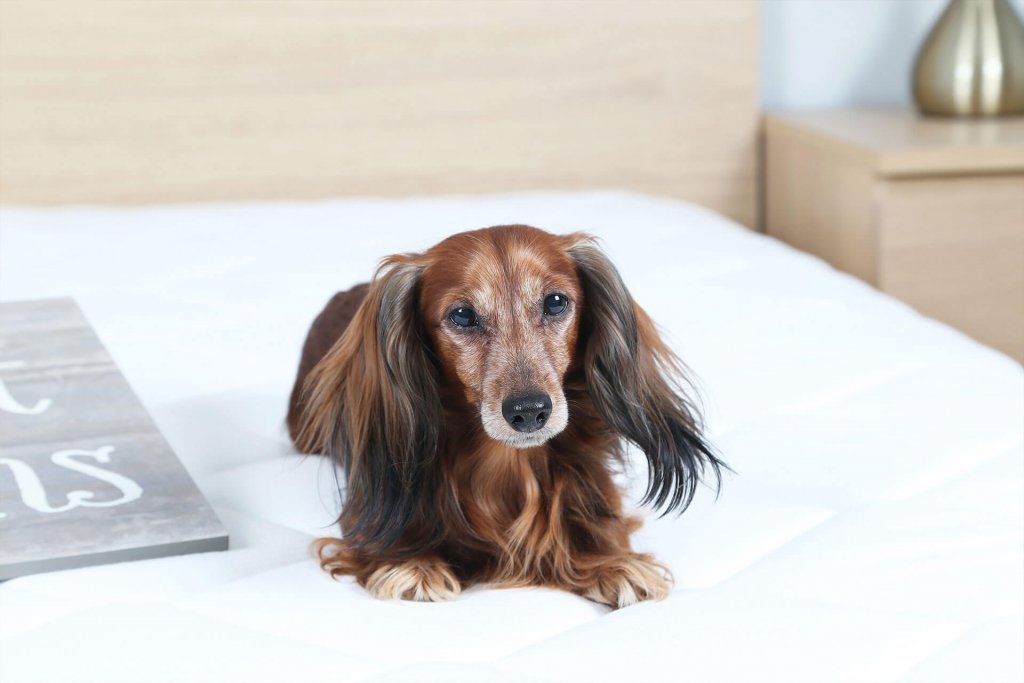 dog-friendly-cottages-dachshund-in-bed