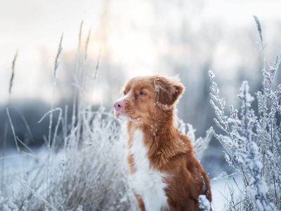 Ruskea-valkokirjava koira lumisella niityllä