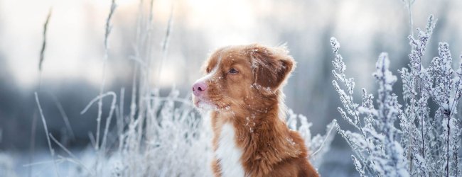 Brown and white dog in a snowy field - how cold is too cold for dogs? dog freezing