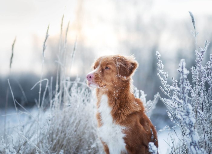 Ruskea-valkokirjava koira lumisella niityllä