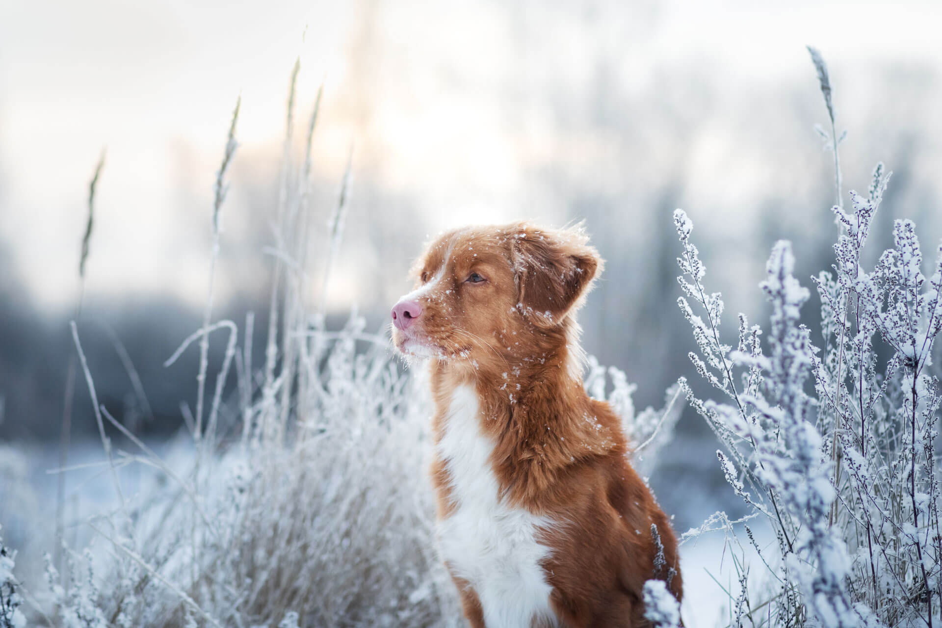 Cane bianco e marrone in un campo annevato sente freddo