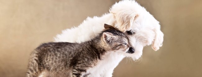 white fluffy puppy and small brown/grey kitten