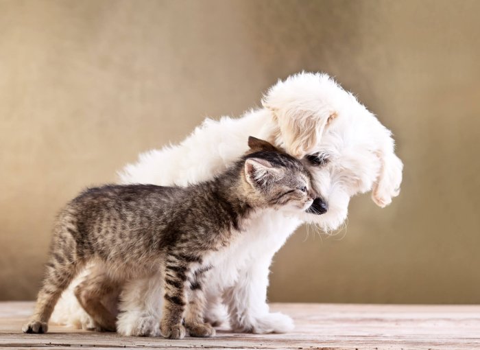 white fluffy puppy and small brown/grey kitten