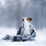Hund friert ab diesen Temperaturen ist es deinem Hund zu kalt