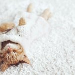 international world cat day
