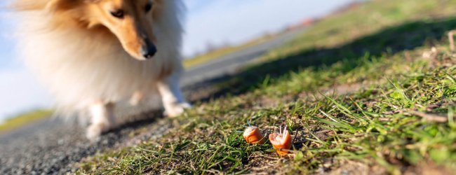 Most common dog poison food