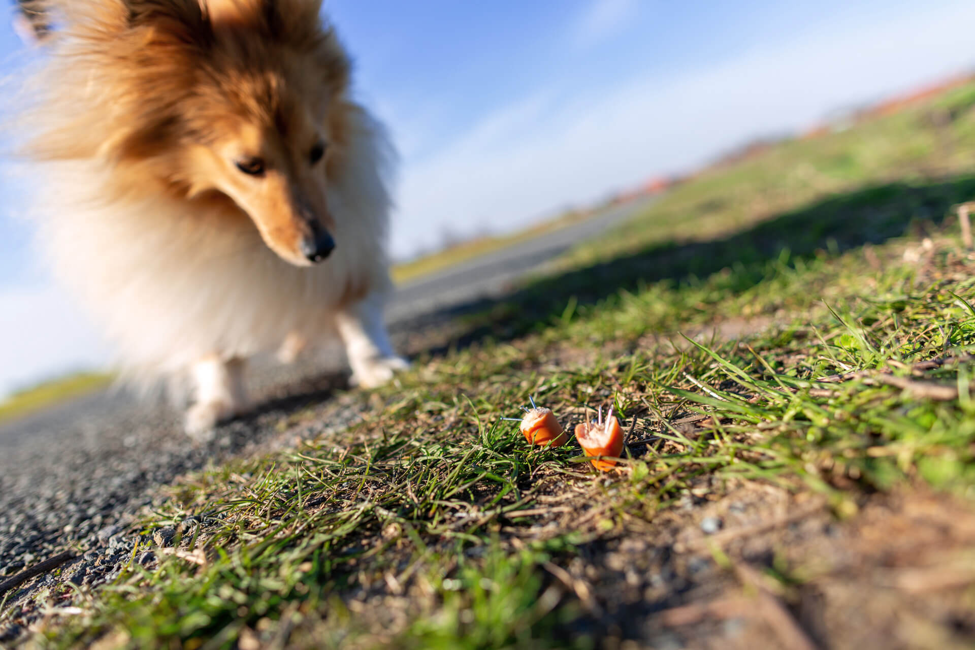 A dog sniffing at a piece of food on the ground