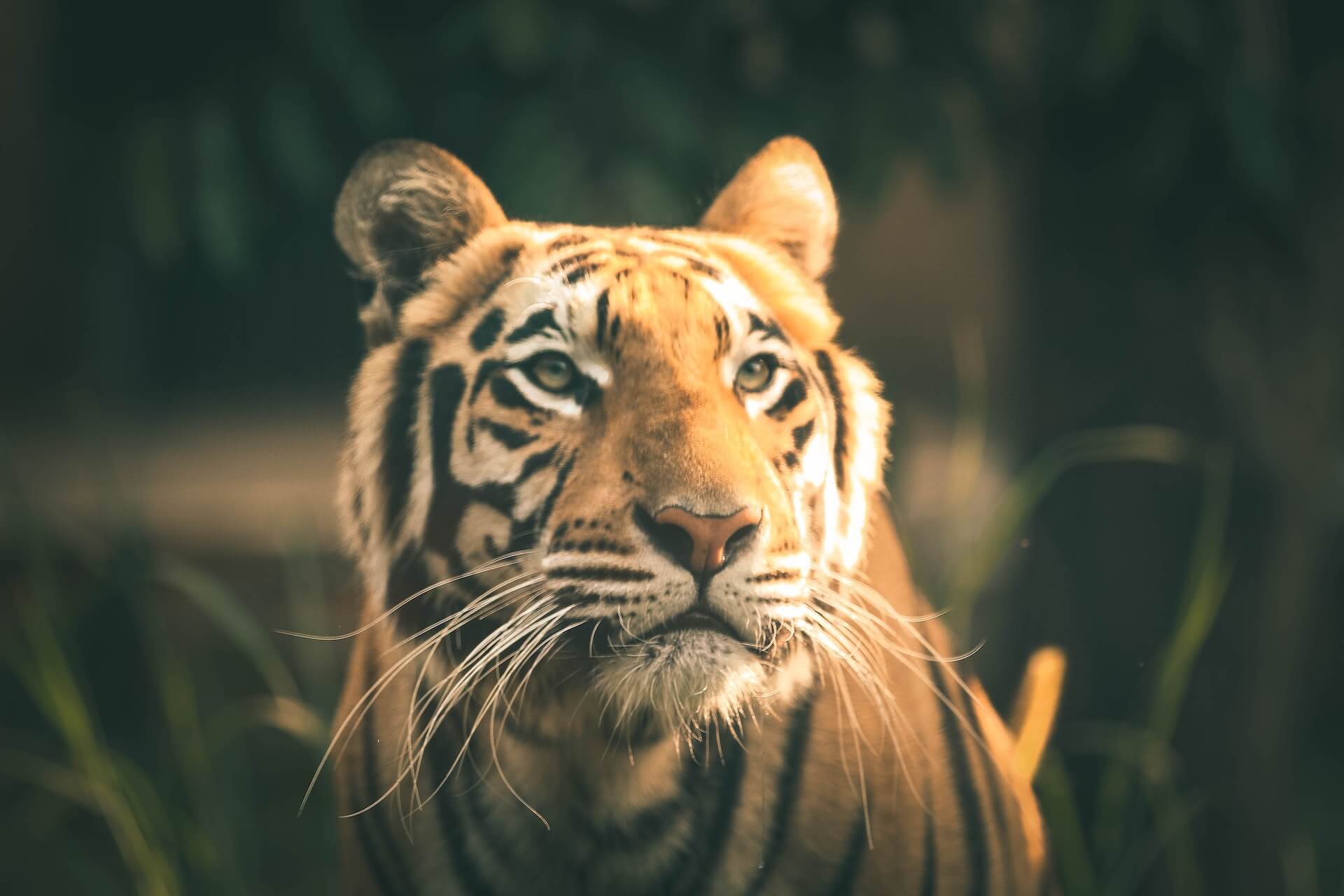 A tiger walking through a forest