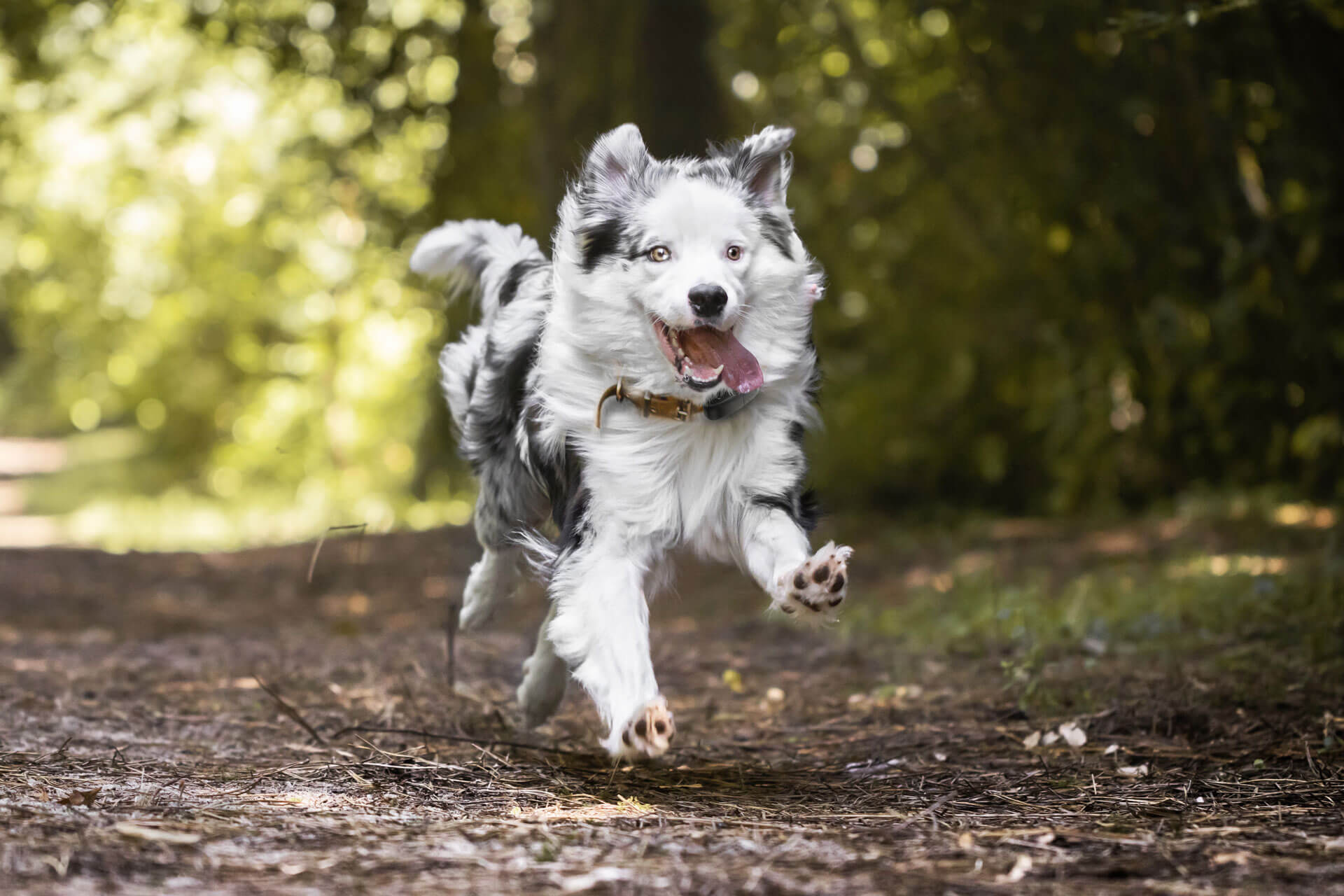 Schwarz-weißer Hund läuft mit hechelnder Zunge durch einen Wald
