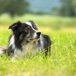 dog training consistency