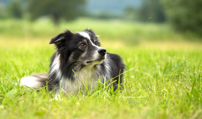 dog training consistency