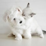 world pet day