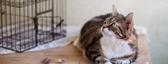 Cat and birds: Best tips to protect birds from your cat