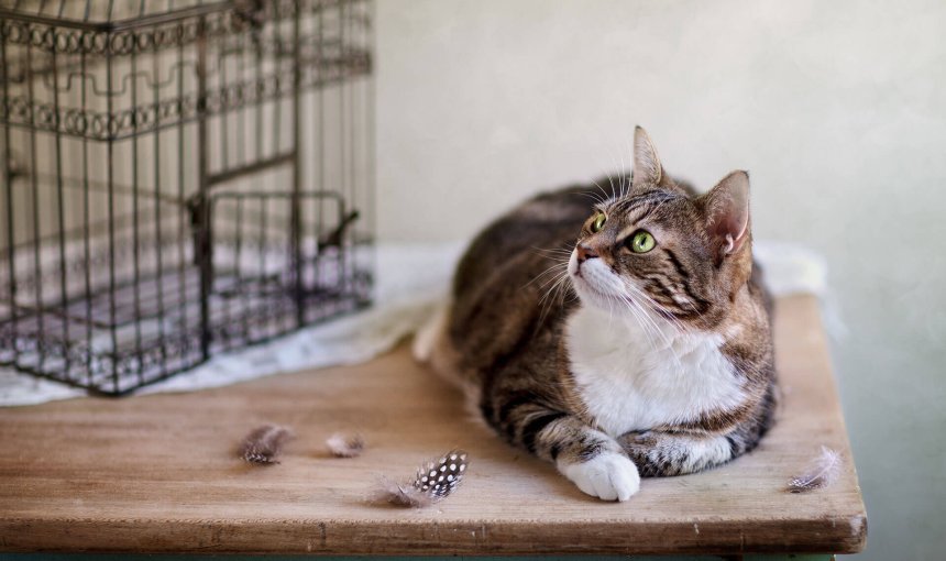 Cat and birds: Best tips to protect birds from your cat
