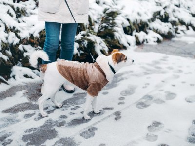 dog wearing dog jacket walking outside in snow