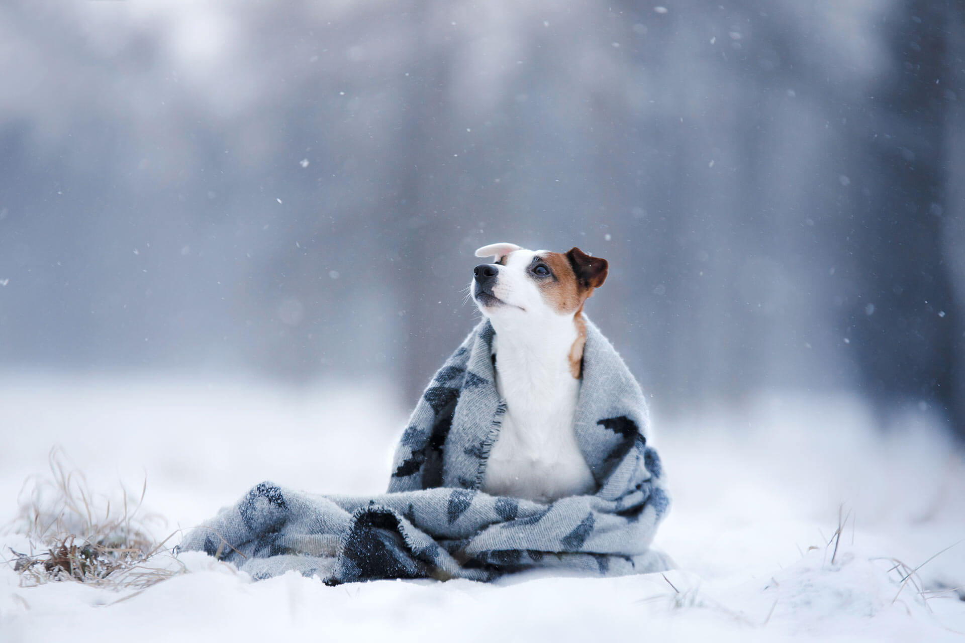 Dogs and cold weather: Beware of this! | Tractive