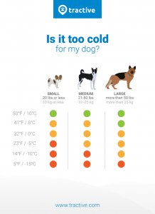 How cold is too cold for dogs? Find out now. - Tractive Blog