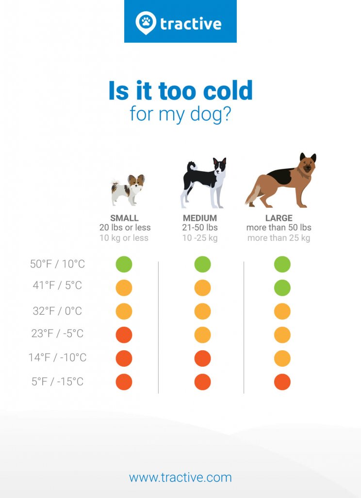 Dogs and cold weather Beware of this! Tractive