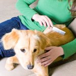 Fellwechsel beim Hund - so übersteht ihr es gemeinsam