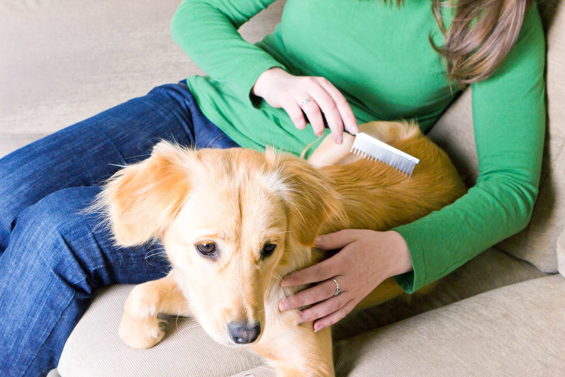 Dog shedding patches of 2024 fur