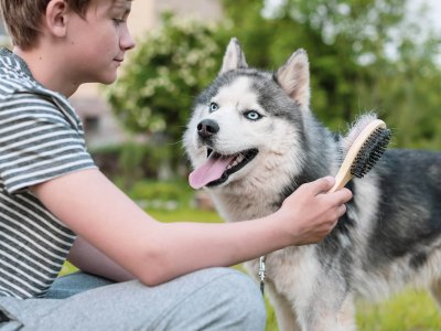 Boy with a brush in his hand next to a husky