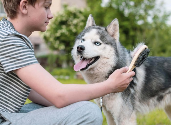 Boy with a brush in his hand next to a husky