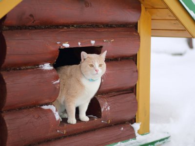 outdoor feral cat house