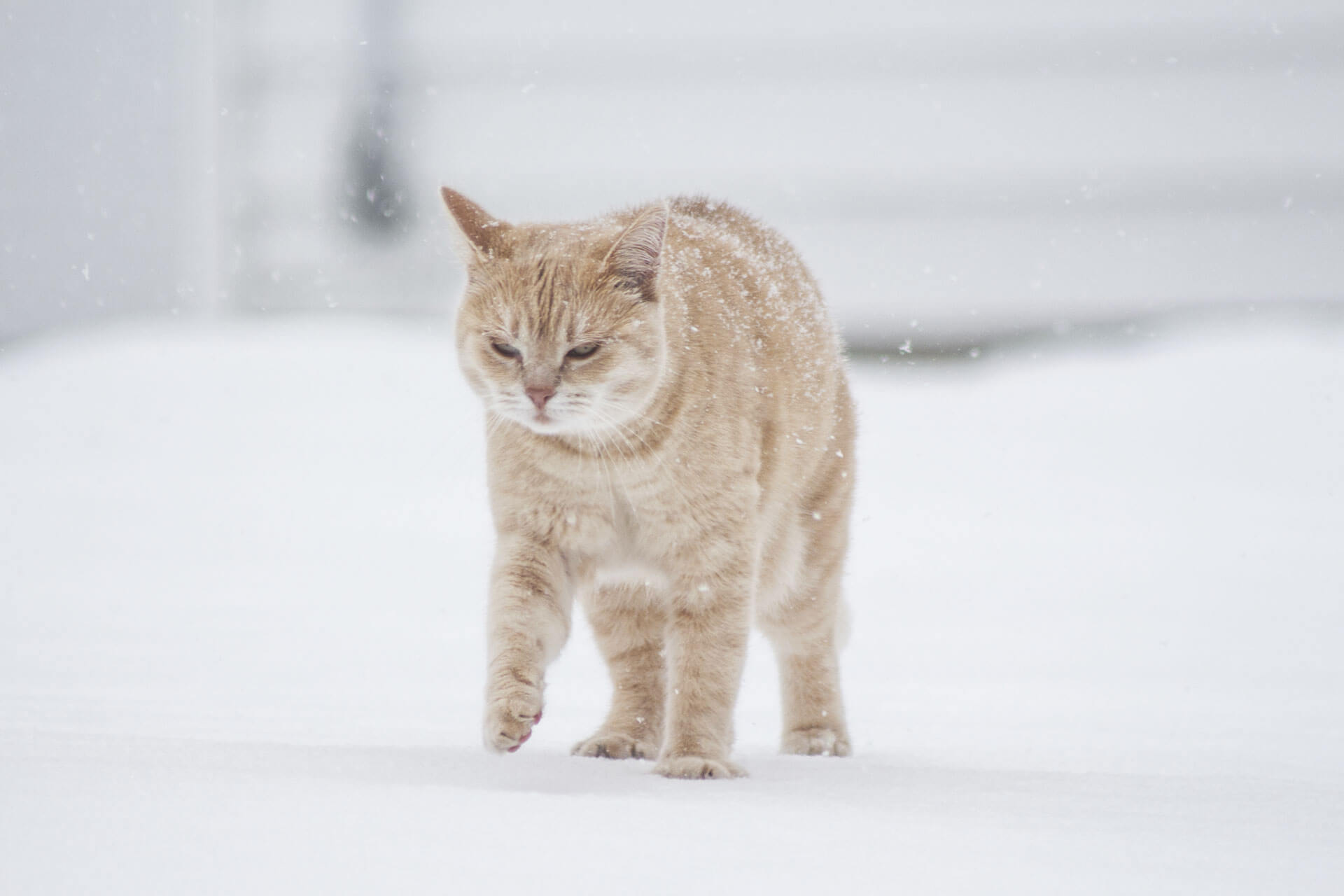 Heated cat outlet house for winter