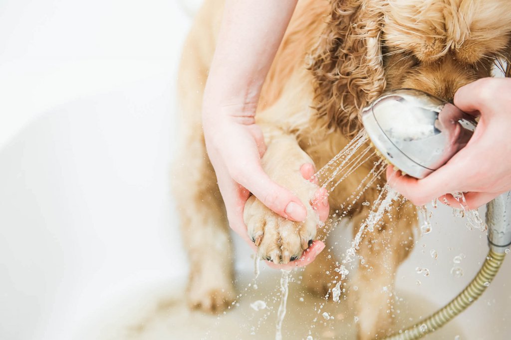 Person som duschar brun hund i badet, närbild av tass under dusch