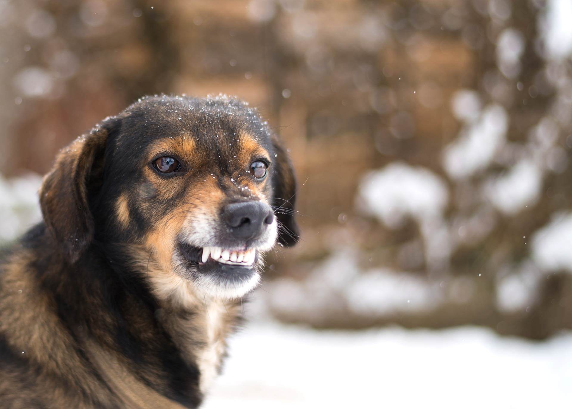 Hund aggressiv gegen Menschen - das hilft wirklich