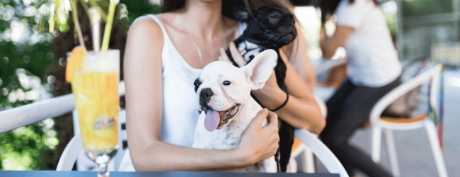 Hundecafé: Die besten Tipps, damit dein nächster Cafébesuch mit Hund entspannt wird