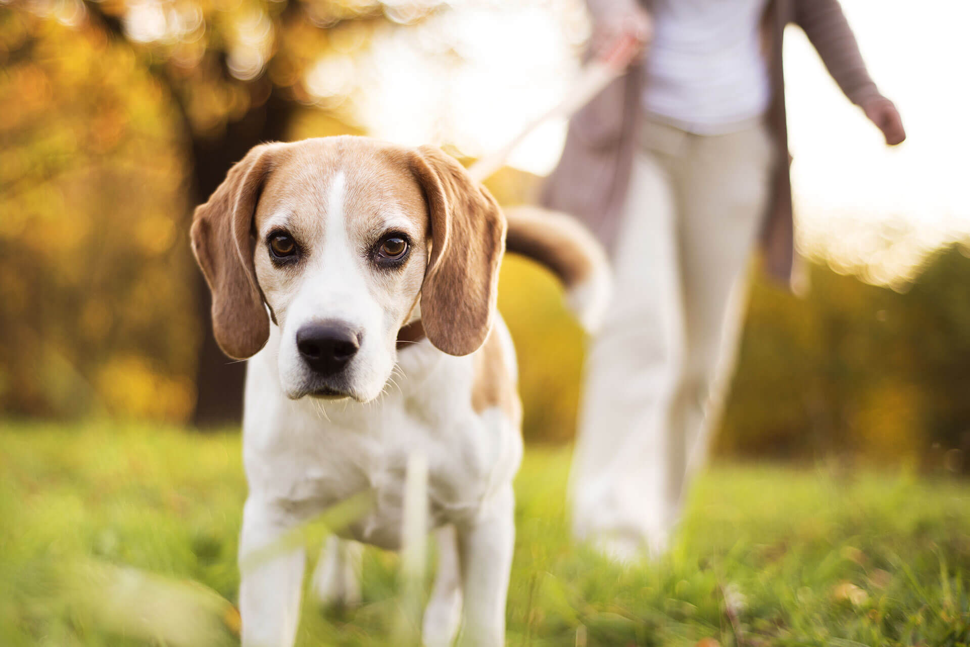 white and brown dog on leash outside - tips for leaving your dog home alone