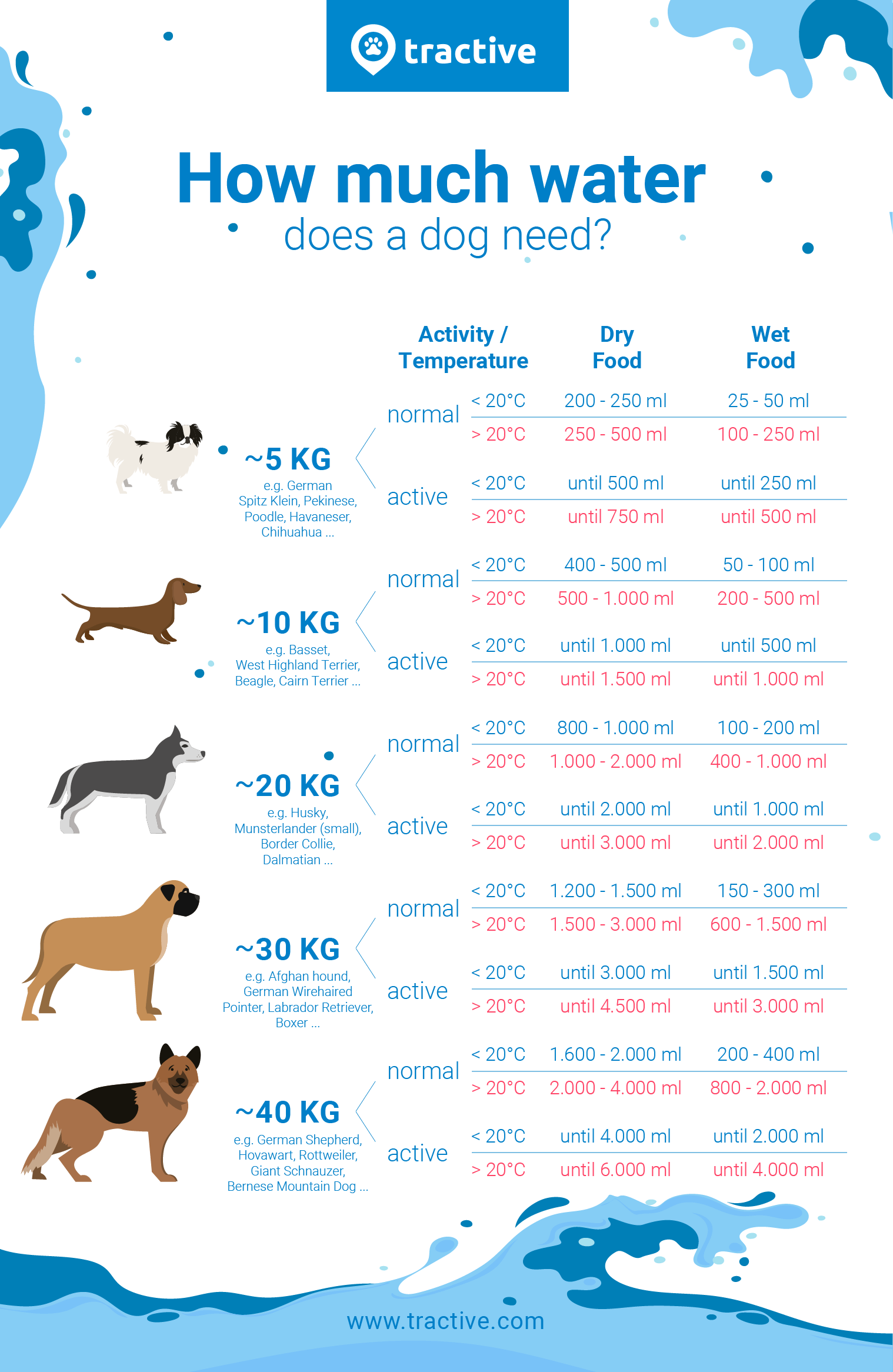 infographic overview of how much water a dog needs by size, activity level, and food type