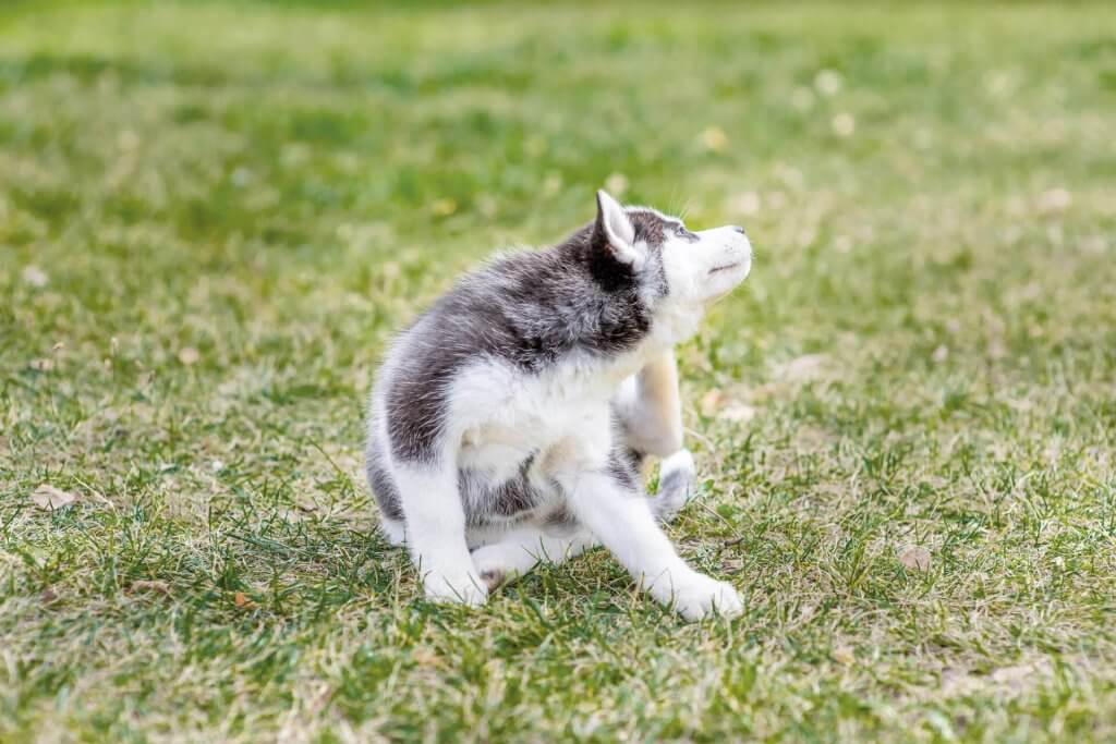 kleine witgrijze husky hond krabt zichzelf in het gras