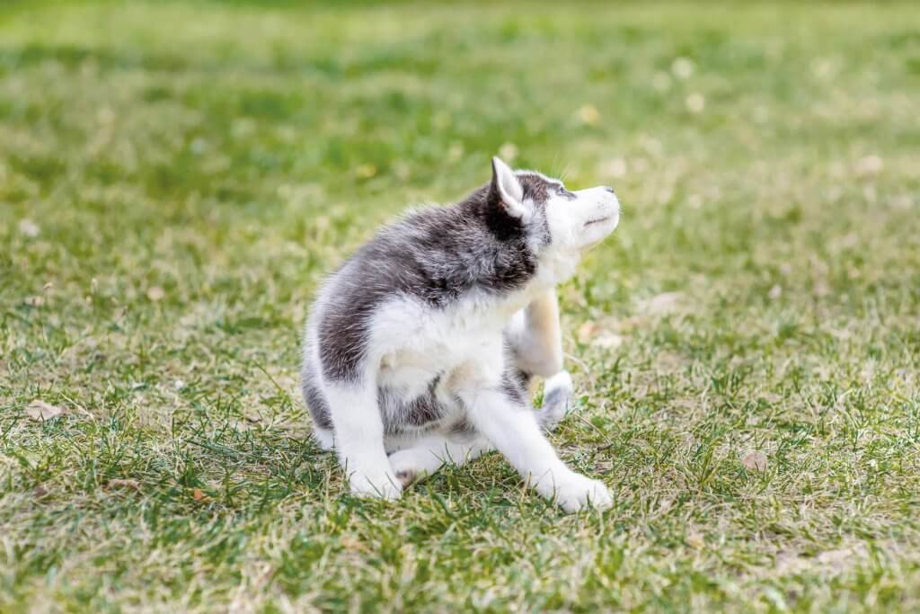 liten vit och grå husky som kliar och sitter på gräs