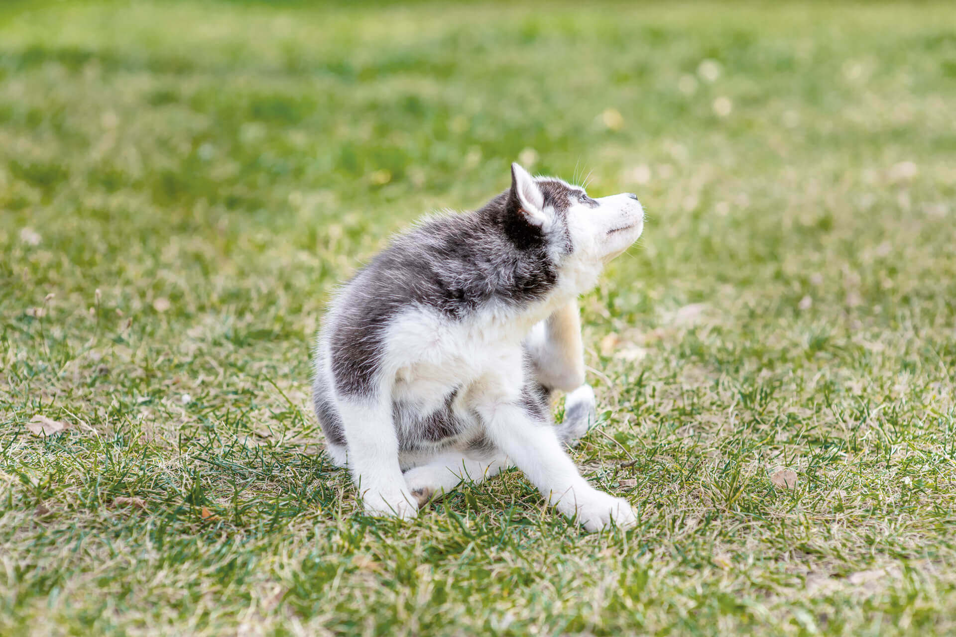 Dog Shedding: What's normal? And when to see a vet? - Tractive