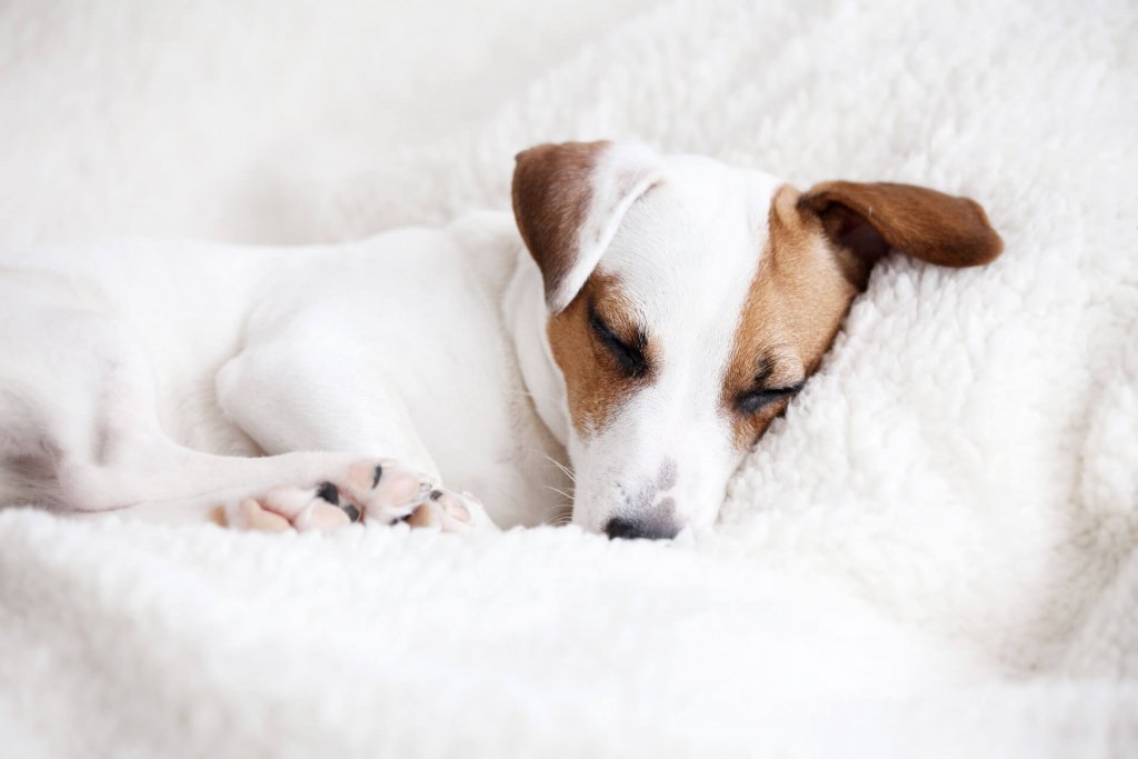 small dog sleeping on white bed