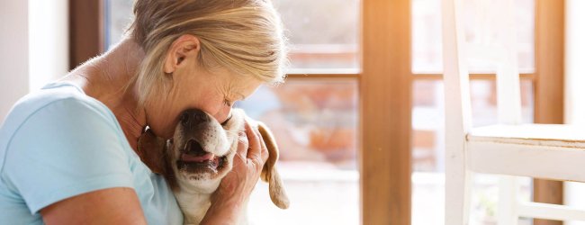 Verhalten alter Hunde: Anzeichen und Tipps für den Alltag