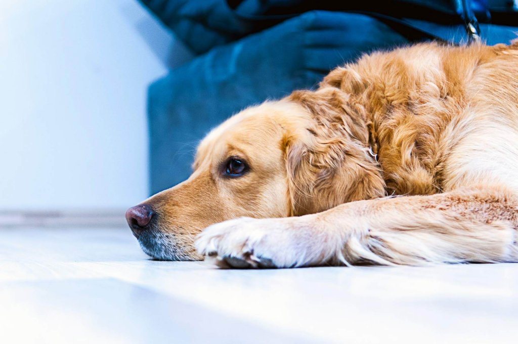 Verhalten alter Hunde Anzeichen und 6 Tipps für den Alltag Tractive