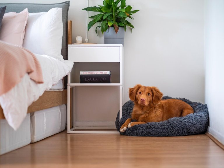 Where Should My Dog Sleep At Night Time? - Tractive