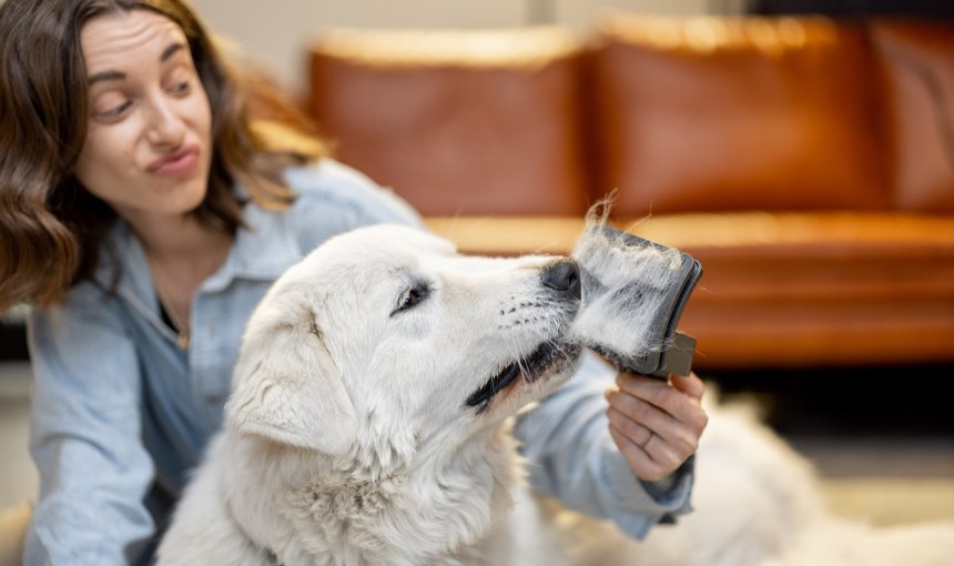 A woman combing a dog's hair with a brush
