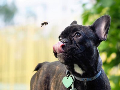 Insektenstich beim Hund
