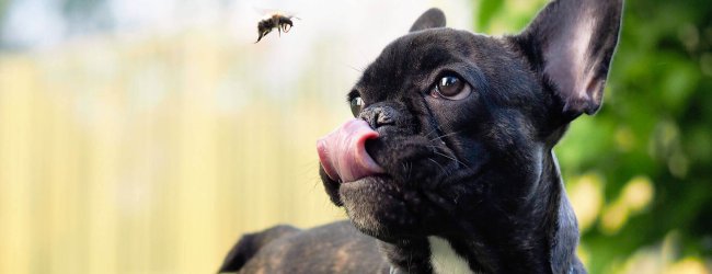 Insektenstich beim Hund