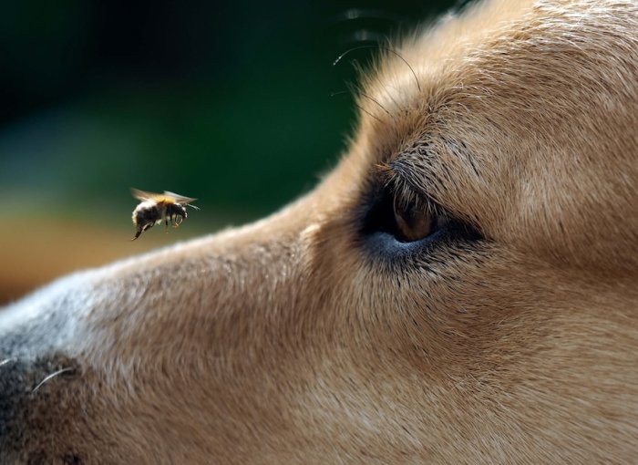 Biene nähert sich dem Gesicht eines Hundes