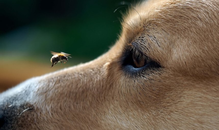Biene nähert sich dem Gesicht eines Hundes