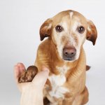 can-you-teach-an-old-dog-new-tricks2