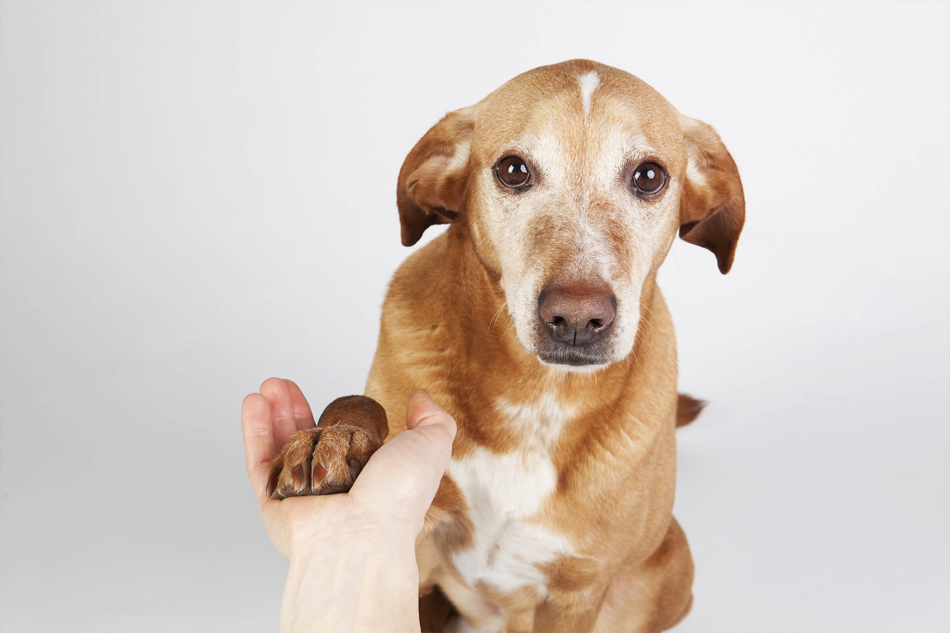 8 Must-Know Tips For Training an Older Dog