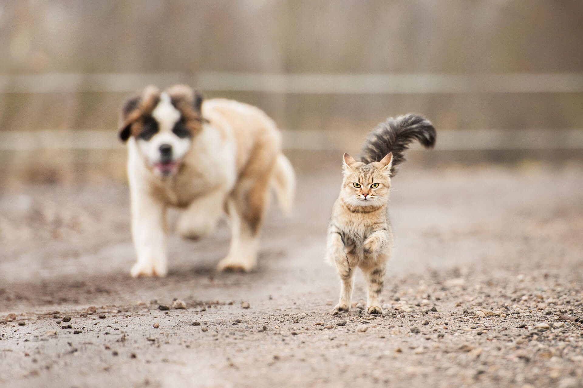 do cats run away more than dogs