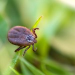 A tick sitting on a blade of grass